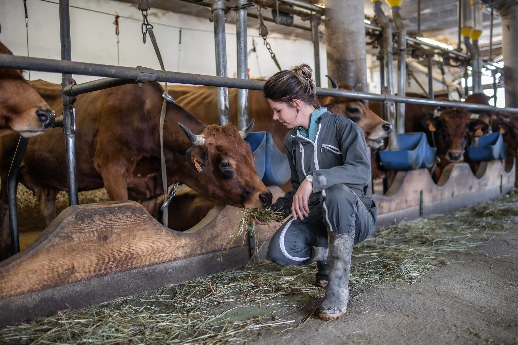 anne et vaches - approche et communication avec les bovins