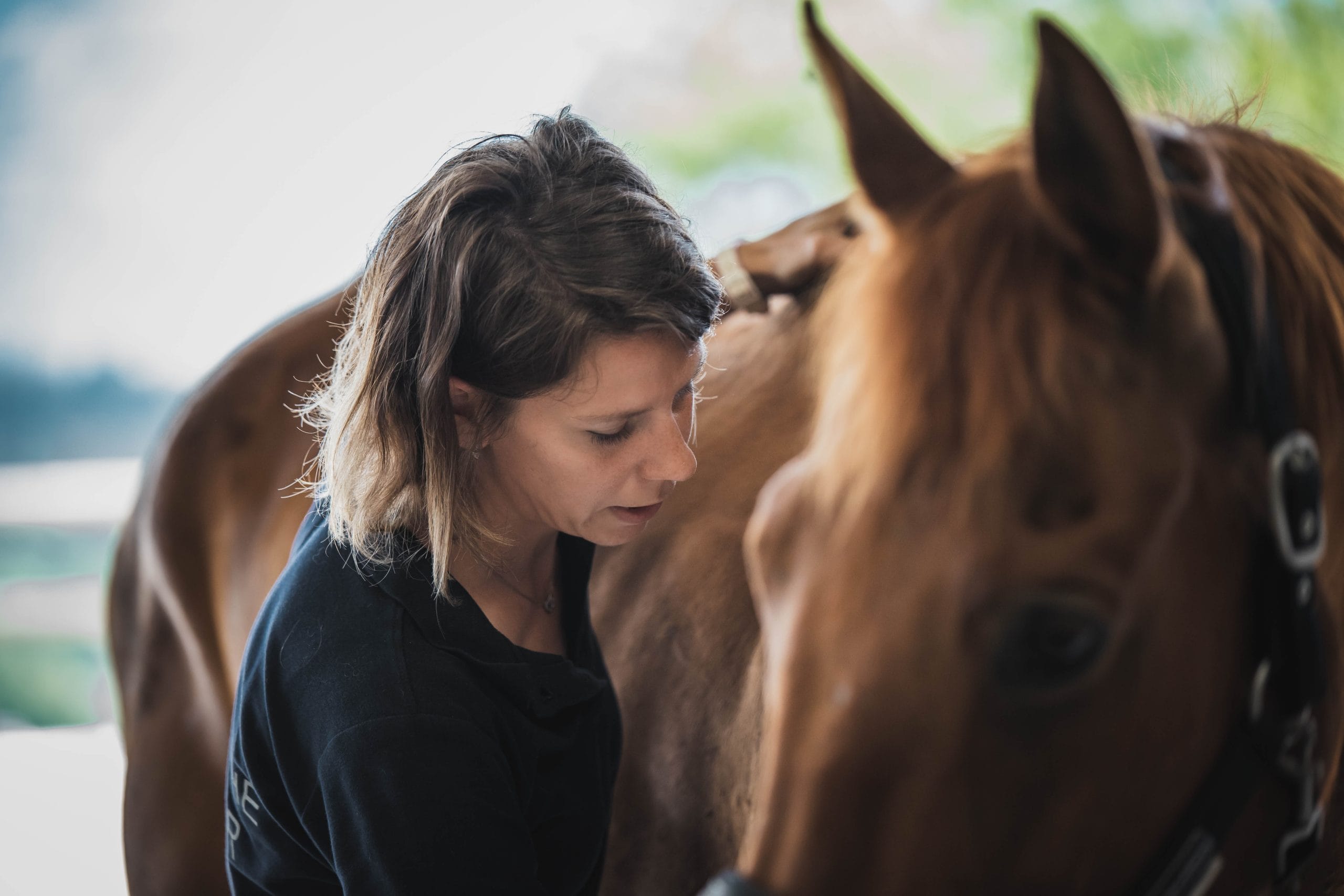Ostéopathie pour animaux - ostéopathe équin