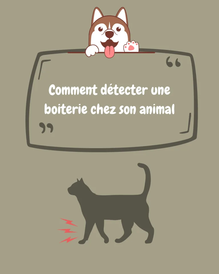 Lire la suite à propos de l’article Comment détecter une boiterie chez votre animal de compagnie ?