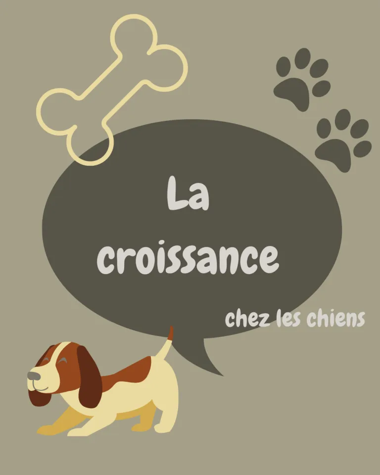 Lire la suite à propos de l’article La croissance chez les chiens