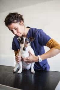 luxation de la rotule chez les chiens