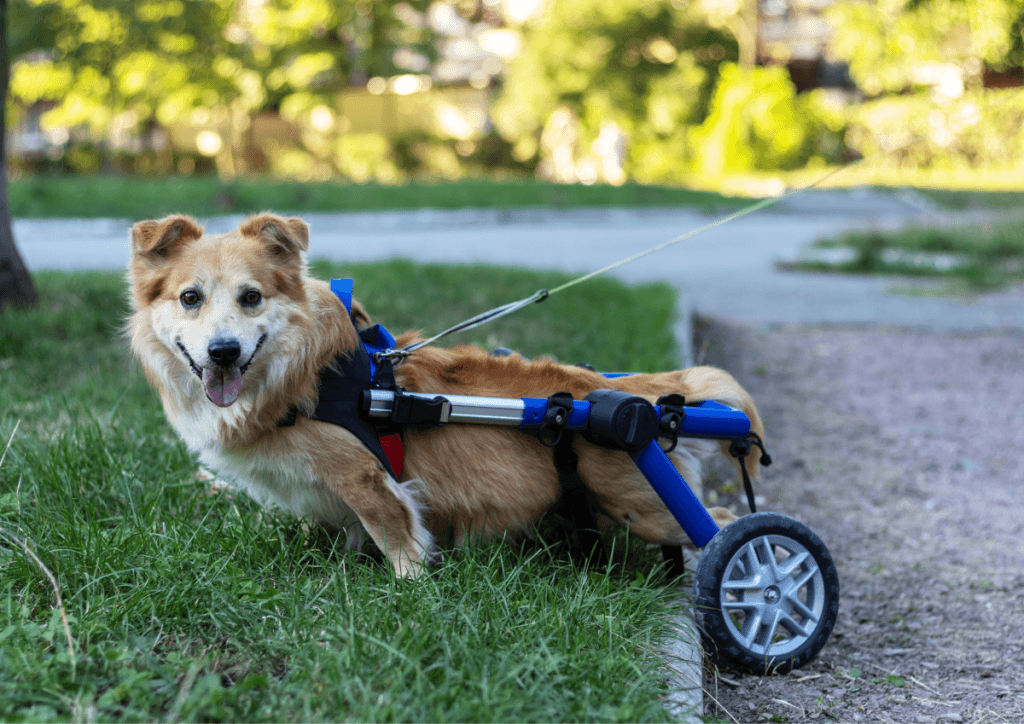 Ppp - Ostéo Animal'care Ostéopathie pour chiens handicapés
