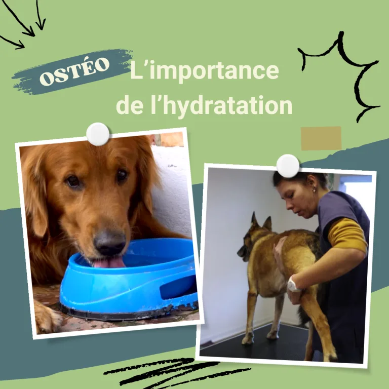 Lire la suite à propos de l’article L&rsquo;Hydratation: Un pilier de la récupération en Ostéopathie Animale