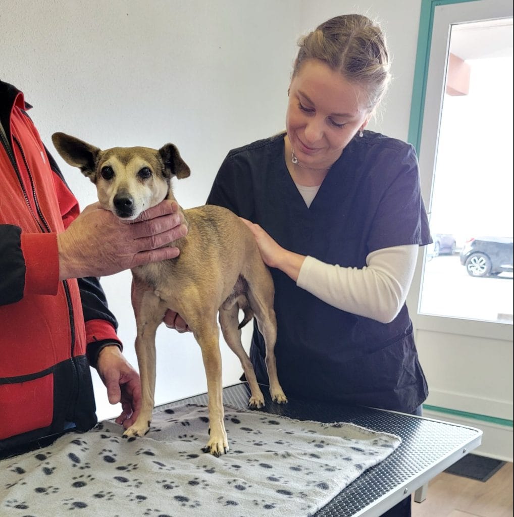 Ostéopathie Pour Animaux De Compagnie - Ostéo Animal'care Ostéopathie pour animaux de compagnie -