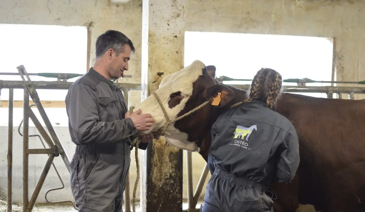 Soins ostéopathiques pour animaux de ferme