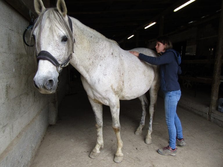 Ll - Ostéo Animal'care tarifs ostéopathie animale Suisse Romande