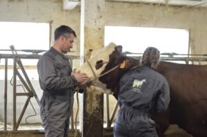 Ostéopathie bovine en Suisse : suivi de troupeau par Ostéo Animal’Care