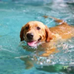 Les bienfaits de la natation pour le chien : santé, mobilité et ostéopathie
